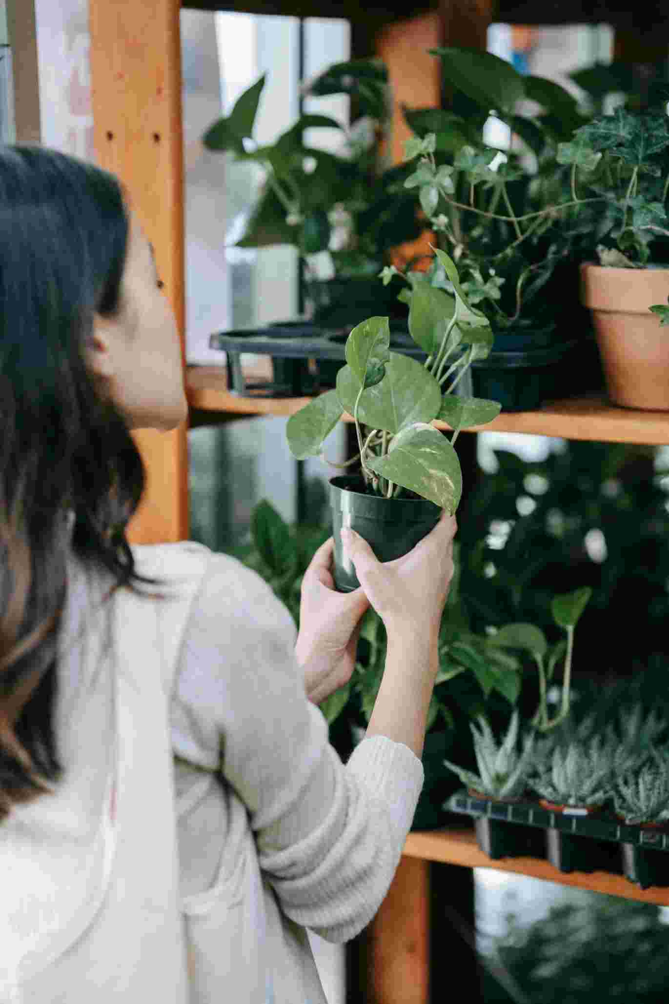 Rose Design Studios Green Design